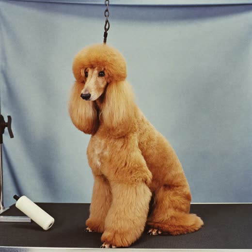 A neatly trimmed apricot cockapoo standing on a grooming table